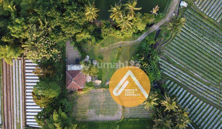 Rumah Mungil Tengah Sawah Kaya View Sayegan 4