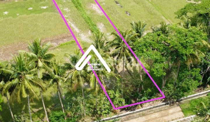 Jual Tanah Kulon Progo Samping Bandara Harga BU View Sawah Sungai Parit Sejuk Mengalir Jual Tanah Kulon Progo Samping Bandara Harga BU View Sawah Sungai Parit Sejuk Mengalir