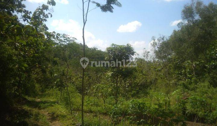 TANAH TEGALAN MURAH DI RONGKOP GUNUNG KIDUL 2