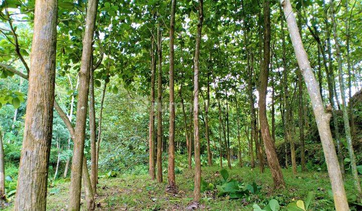 Dijual Tanah Kebun Jati Subur, Lokasi Lokasi Kerjo, Karanganyar 1