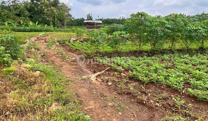 Dijual Tanah Sawah Bendungan, Kedawung, Sragen.  2