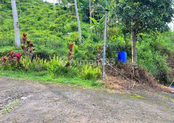 Dijual Tanah Samping Kebun Teh Utara Pasar Kemuning, Ngargoyoso 1