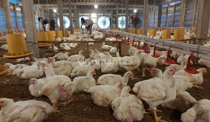 Dijual Ruang Usaha Ternak Ayam di Jumantono, Karanganyar 2