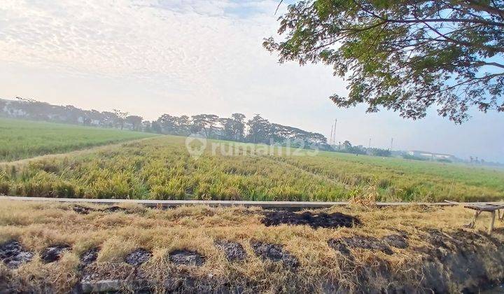 Dijua Tanah Sawah di Bulakrejo, Sukoharjo 2