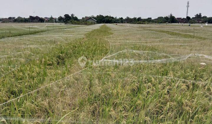 Dijual Tanah Sawah di Ngemplak, Boyolali 2