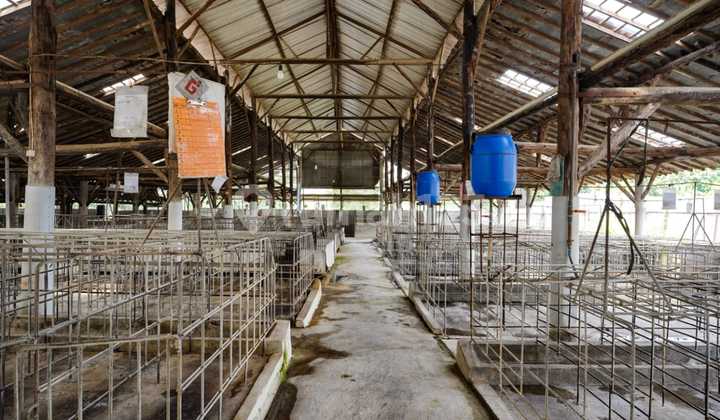 Tanah Bonus Bangunan Peternakan Babi di Jeruksawit Gondangrejo Karanganyar