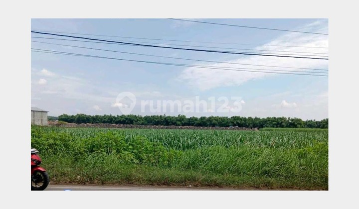 Tanah Lokasi Strategis di Pinggir Jalan Raya Provinsi, Jombang