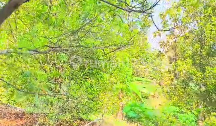 Murah.. tanah kebun ada tanaman cengkeh & durian di wonosalam Jombang 