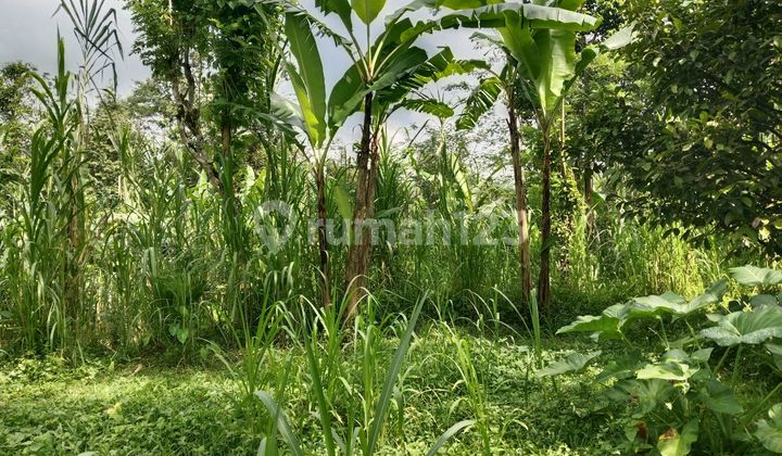 Tanah Murah Lingkungan Tenang Dan Nyaman Diubud