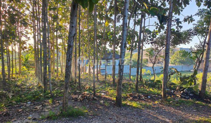 Tanah lingkungan tenang dan nyaman area unggasan jimbaran 1