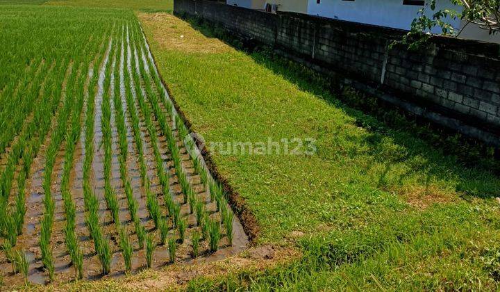 Tanah murah, lingkungan nyaman area selemadeg tabanan 1