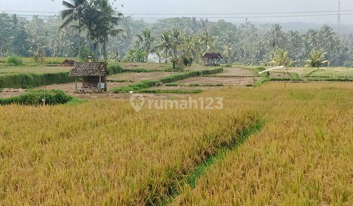 A plot of rice field land, a comfortable environment in Ubud 1