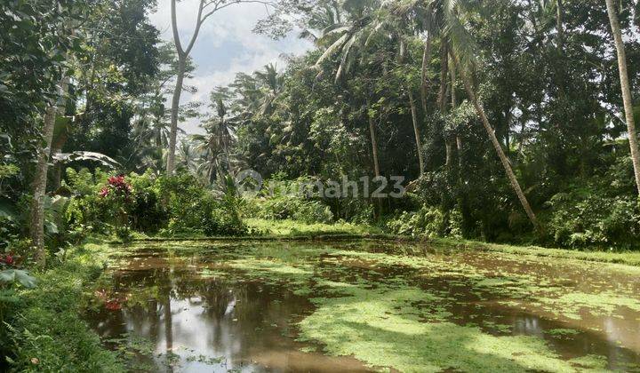 Cheap land with rice fields, forests and rivers in Ubud 2