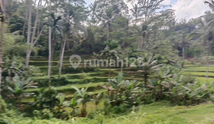 Tanah Murah Vew Cantik Lingkungan Tenang Diubud