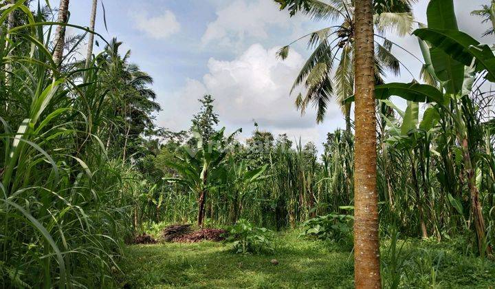 Tanah Murah.lingkungan Tenang Dan Nyaman Dipinggiran Ubud 1