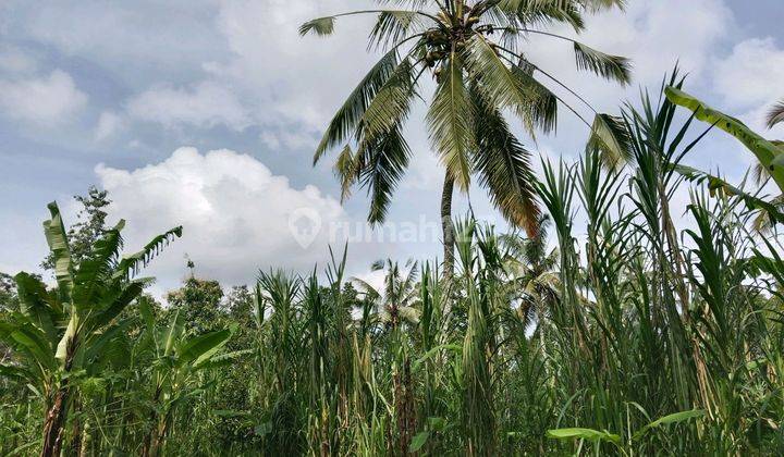 Tanah Murah.lingkungan Tenang Dan Nyaman Dipinggiran Ubud 2