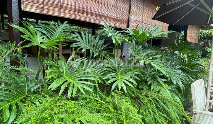 Vils Clasik Lingkungan Yg Nyaman Suasana Asri Diubud 2