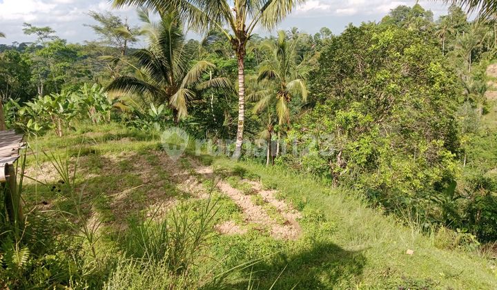 Cheap Land Vew Forest Valley Quiet Location Diubud