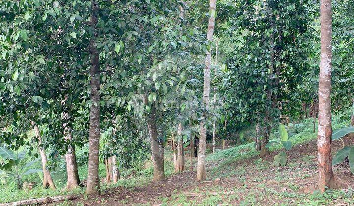 Dijual Bu Tanah Daerah Anyer Dekat Pantai Batu Saung 6