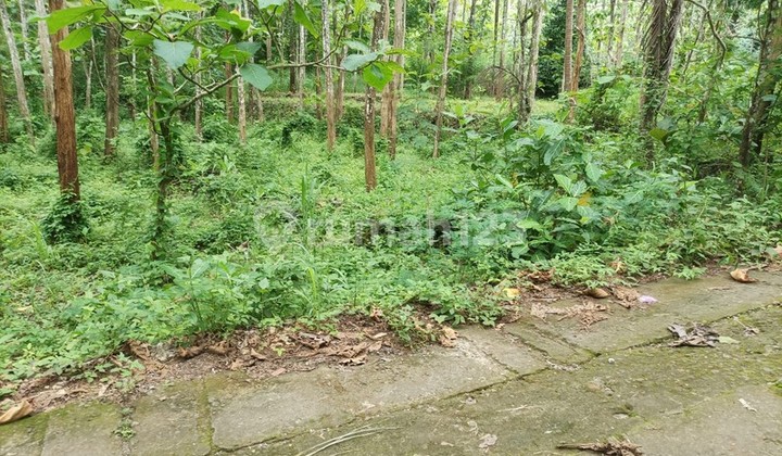 Dijual Tanah Luas 1175 Meter Persegi - Lokasi Strategis di Giri, Panggang, Gunung Kidul