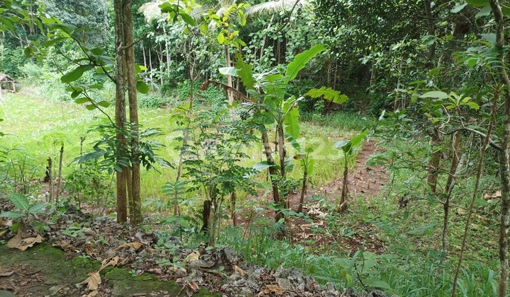 Dijual Tanah Luas 1175 Meter Persegi - Lokasi Strategis di Giri, Panggang, Gunung Kidul