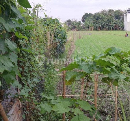 Tanah Pekarangan Luas 286 Meter Persegi Lokasi Sonopakis - Kasihan Bantul Tanah Pekarangan Luas 286 Meter Persegi Lokasi Sonopakis - Kasihan Bantul