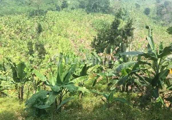 Tanah Berbukit di Bakauheni Lampung Selatan 1