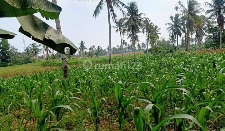 Tanah Datar di Way Urang Kalianda Lampung Selatan 2
