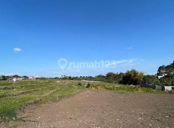 Cheap Land Plots with Rice Field View in Tabanan 1