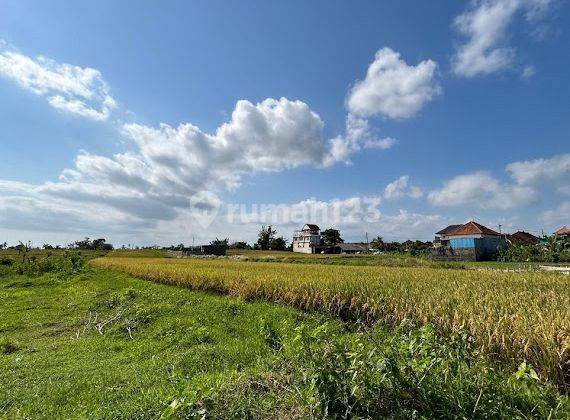 Cheap Land Plots with Rice Field View in Tabanan 2