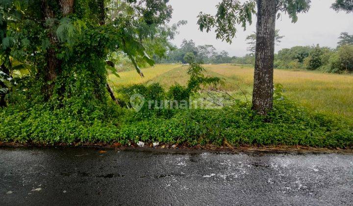 Tanah Jogja Tlogoadi Selatan Kampung Flory Lt 1739 M2 SHM  2