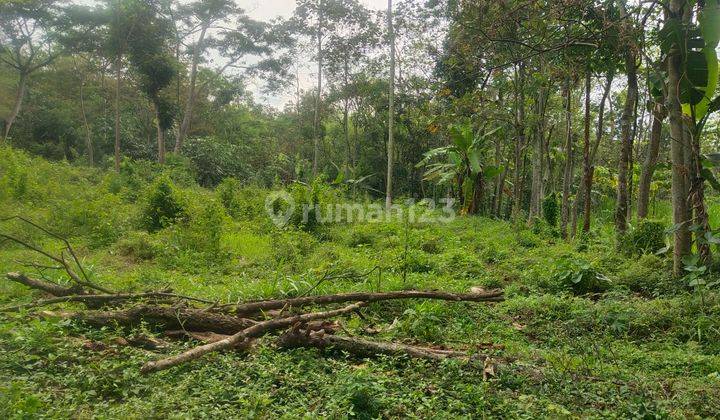 Tanah siap bangun luas Tanah di Sidodadi hectare SHM 42 2