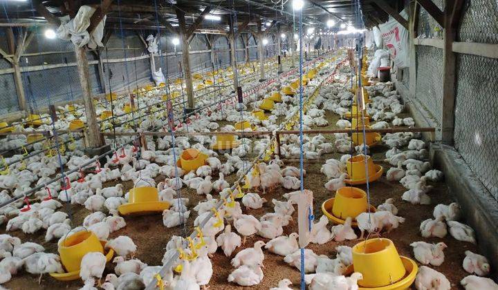 DIJUAL CEPAT TANAH Eks Peternakan Ayam Bandung 1