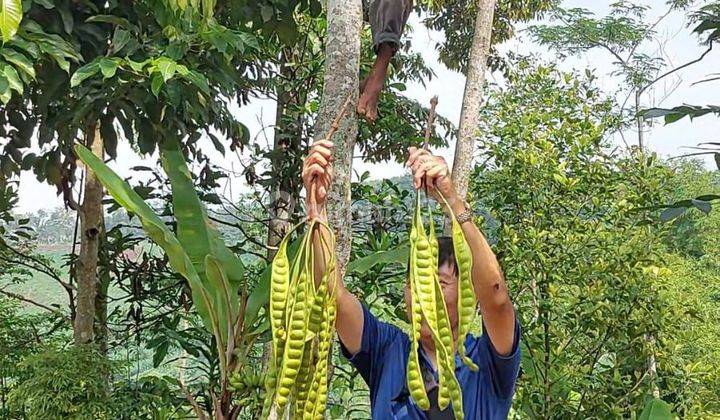 Dijual.
Tanah kebun, durian, rambutan, alpukat, sawo belanda, sirsak, petai, pisang dll
Desa Cirawa mekar, kecamatan Cipatat Bandung Barat
 2