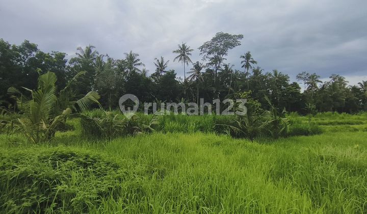 Harga per Are 165jt Promo Kaplingan Dekat Ubud
