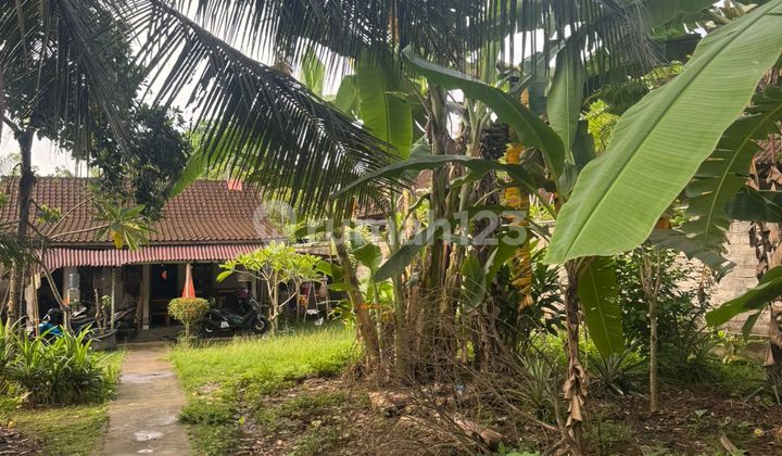 Cheap Land in Mas Ubud Cheap Land in Mas Ubud