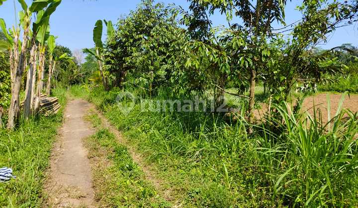 Tanah Tampak Siring Murah Los Sungai Dekat Ubud Tanah Tampak Siring Murah Los Sungai Dekat Ubud