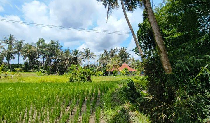 Tanah Pejeng Kangin Dekat Hosinoya Dan Empaty Scholl 2