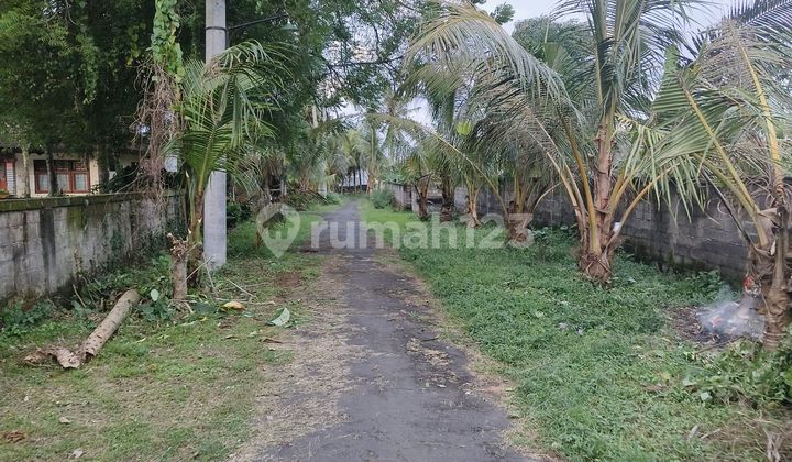 Tanah Murah Kemenuh Ubud 235jt/are Brayy Tanah Murah Kemenuh Ubud 235jt/are Brayy