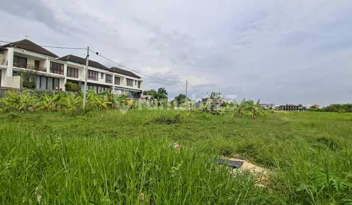 Di Sewakan Tanah 11 Are tetapi di Sewakan Hnya 5 Are Saja Boleh di Ambil Separuh Nya Dari 5 Are