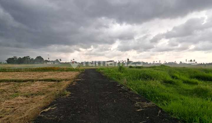 For Rent Land Location Buduk Mengwi Badung BaliLand Area 2 Are