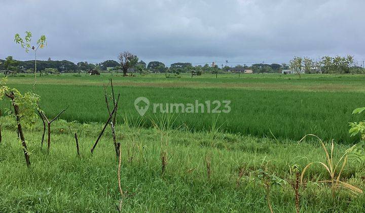 TANAH LEASE HOLD LOVINA SIAP DI BANGUN 1