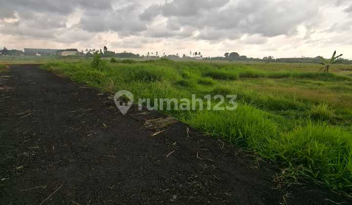 For Rent Land Location Buduk Mengwi Badung BaliLand Area 2 Are