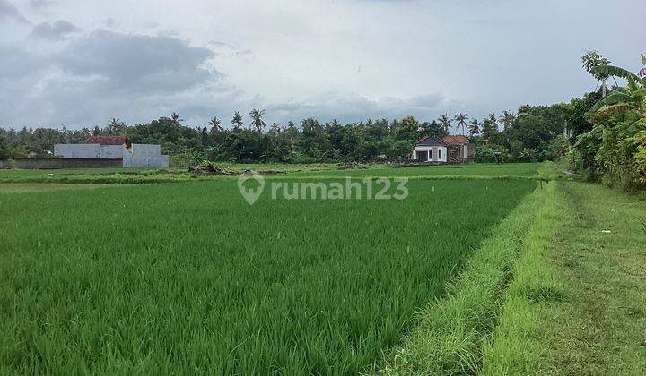 TANAH LEASE HOLD LOVINA SIAP DI BANGUN 2