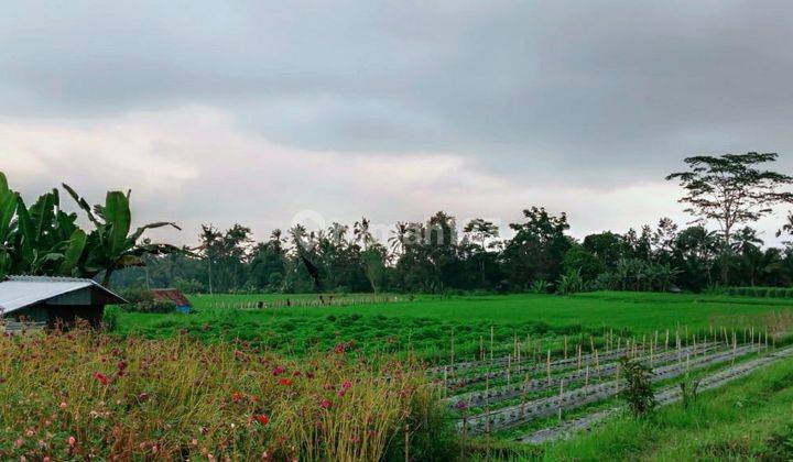 Land with views of rice fields and Mount Batukaru 1