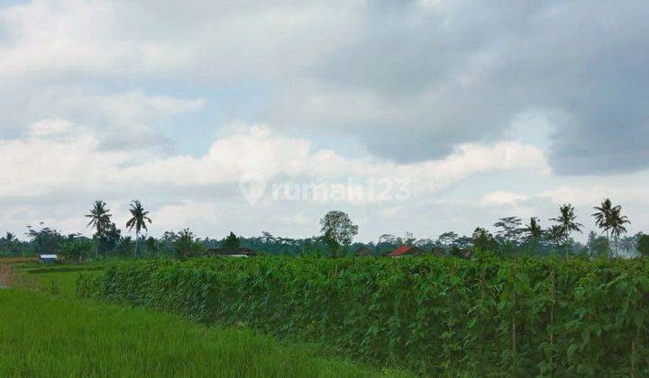 Land with views of rice fields and Mount Batukaru 2