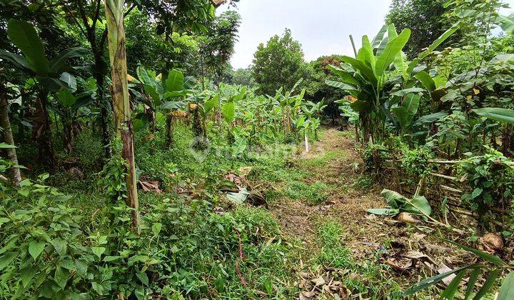 Tanah di Parung panjang, cocok perkebunan  perumahan pabrik   1