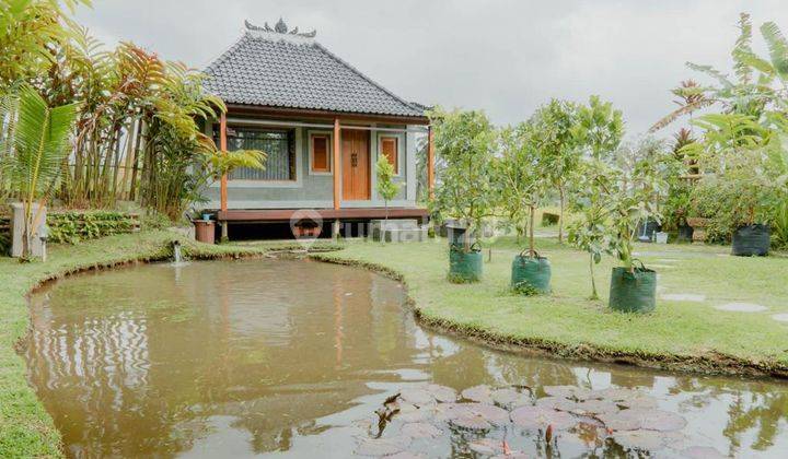 Holistic Healing Villa With River, Mountain Ricefield View In Baturiti Tabanan 1