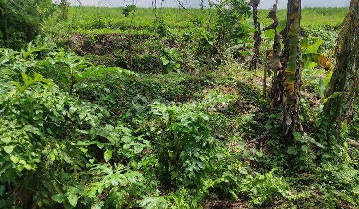 Dijual Tanah Loss Sungai Dan Sawah di Nyitdah Tabanan 1