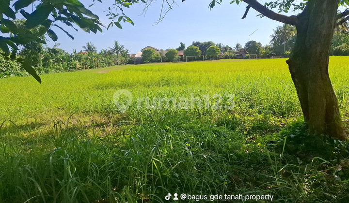 Buc Tanah Strategis Dekat Pantai Pasut – Cocok Untuk Investasi & Villa